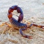 Scorpion Meaning