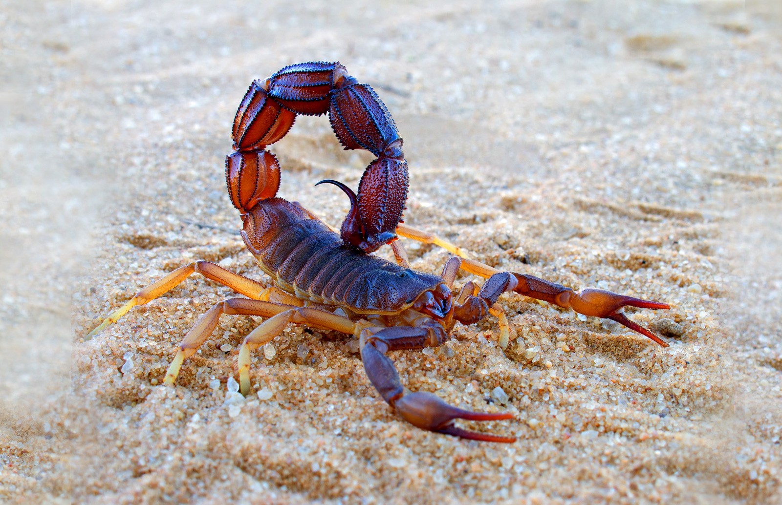 Symbolic Meaning of the Scorpion