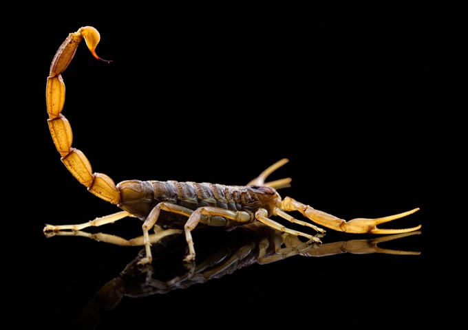 Scorpion meaning