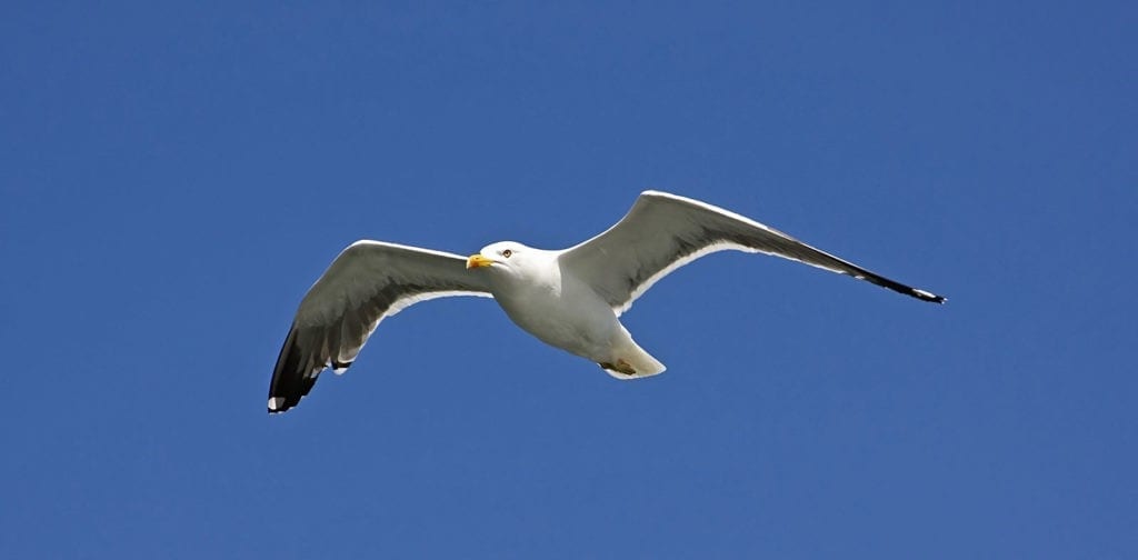 Symbolic Meaning of Seagulls on Whats-Your-Sign
