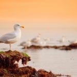 symbolic meaning of seagulls