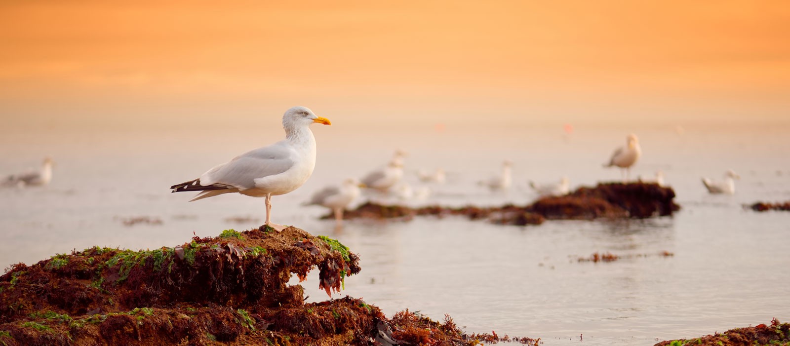 Symbolic Meaning of Seagulls