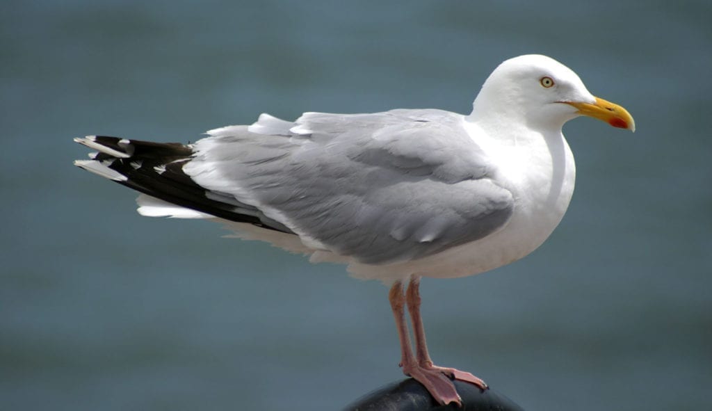 Symbolic Meaning of Seagulls on Whats-Your-Sign