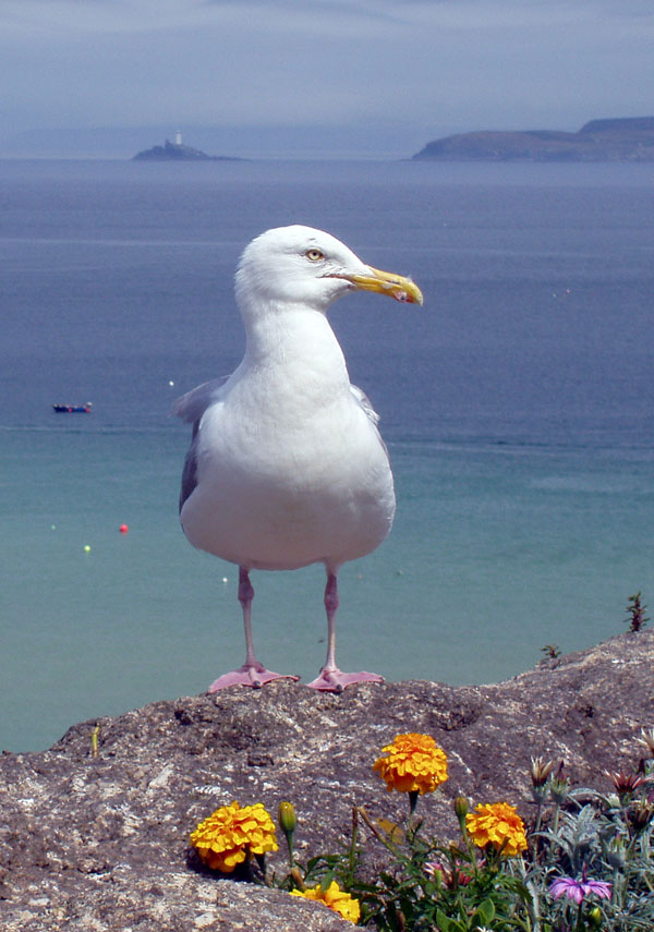 meaning of seagulls