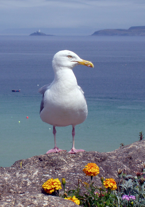 Symbolic Meaning of Seagulls on Whats-Your-Sign