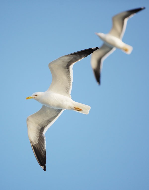 meaning of seagulls