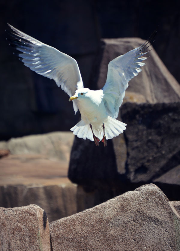 Symbolic Meaning of Seagulls on Whats-Your-Sign