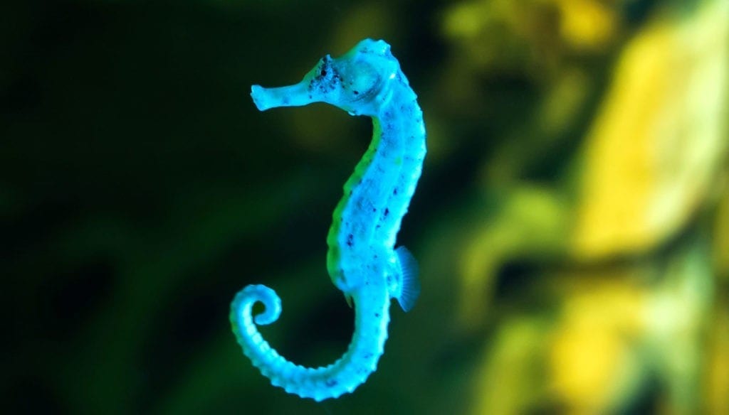 symbolic meaning of the seahorse