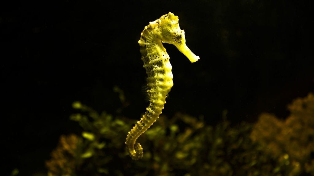 symbolic meaning of the seahorse