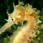 symbolic meaning of the seahorse