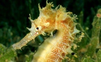 symbolic meaning of the seahorse