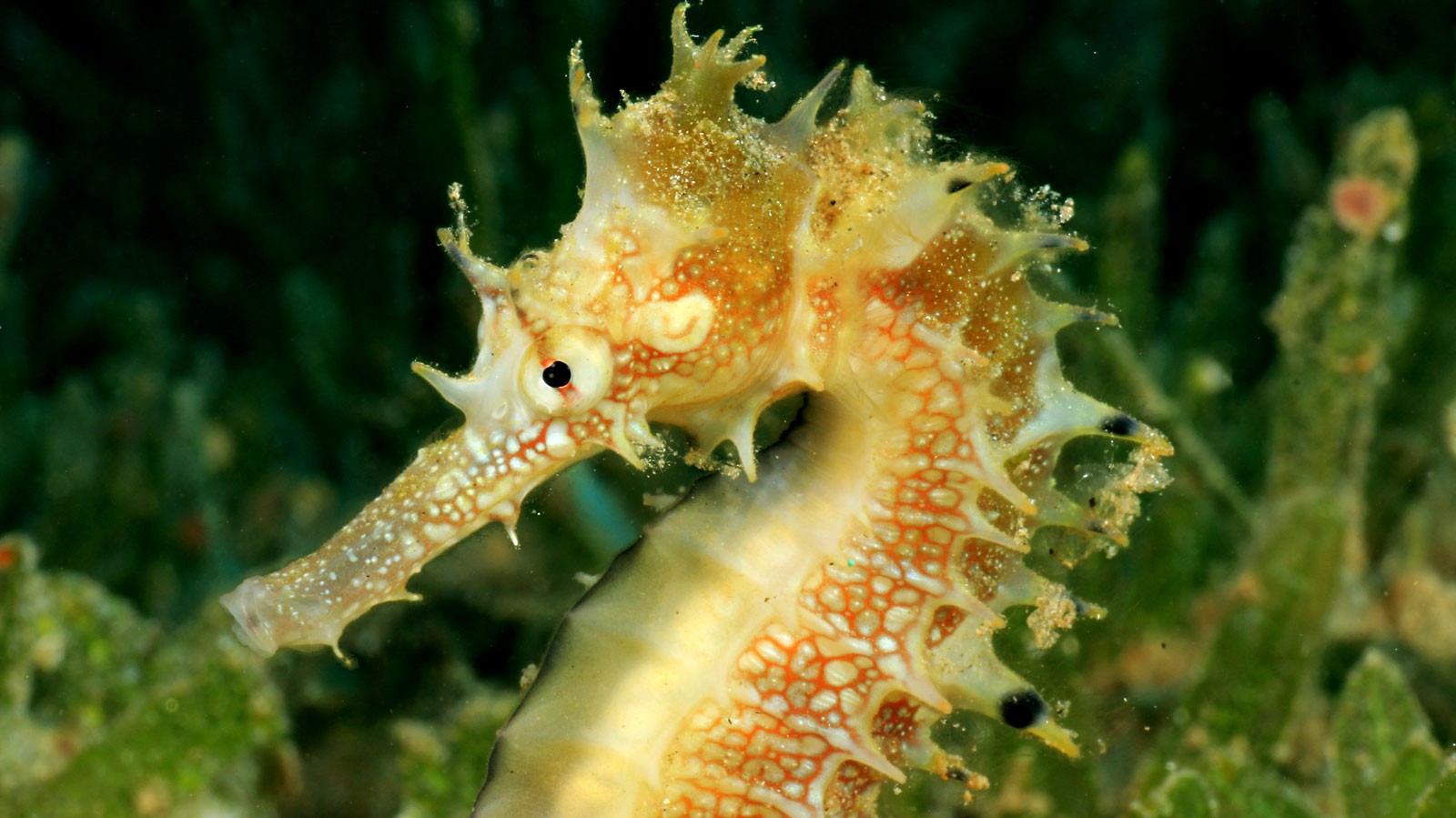 Symbolic Meaning of the Seahorse