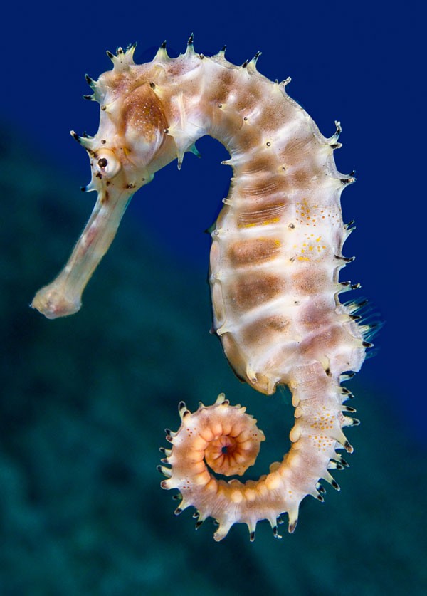 symbolic meaning of the seahorse