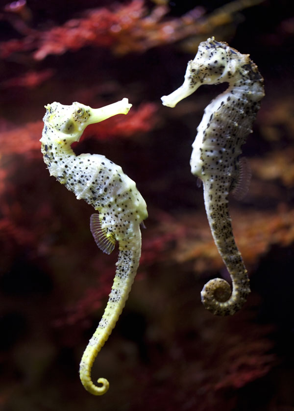 symbolic meaning of the seahorse