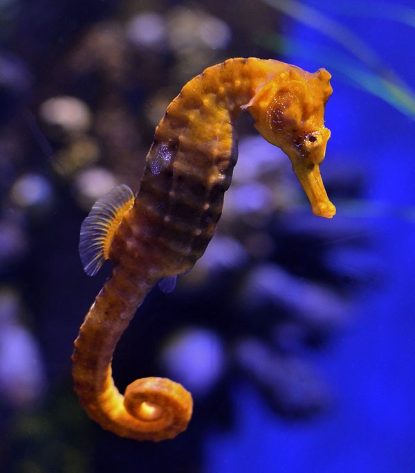 symbolic meaning of the seahorse