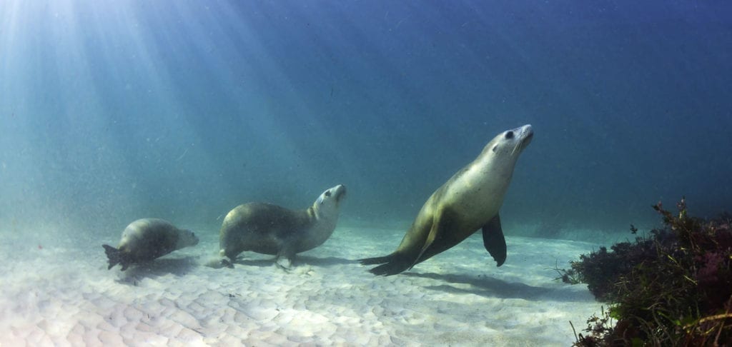 symbolic meaning of seals and sea lions