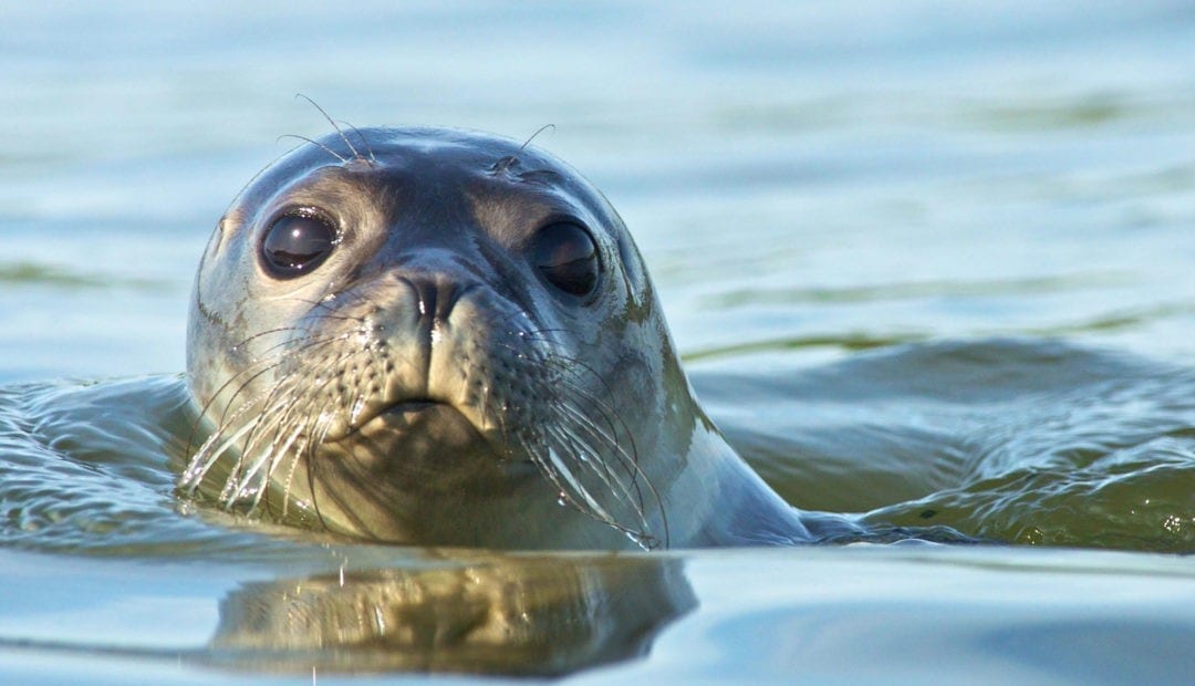 Symbolic Meaning of Seals, Sea Lions and Selkies on WhatsYourSign