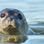 meaning of seals, meaning of sea lions