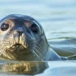 meaning of seals, meaning of sea lions