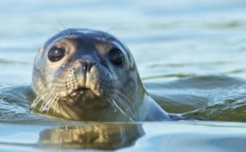 meaning of seals, meaning of sea lions