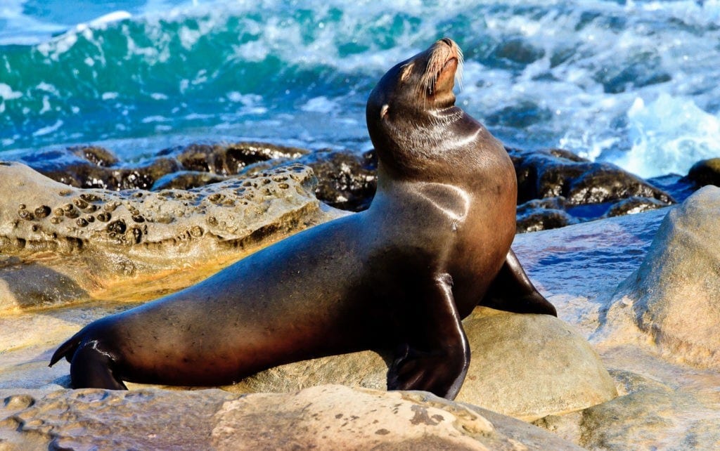 symbolic meaning of seals and sea lions