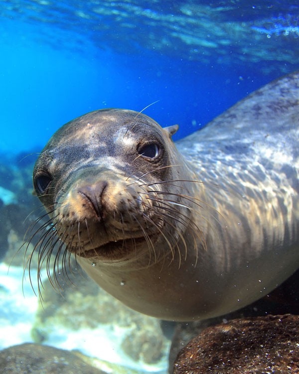 meaning of seals and sea lions