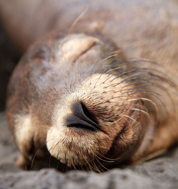 meaning of seals and sea lions