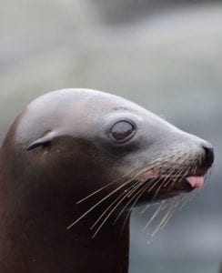 Meaning Of Seals And Seal Lions Whats Your Sign Com Meaning Of Seals And Seal Lions Whats Your Sign Com
