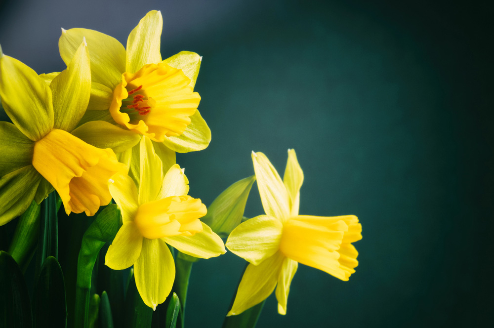 Daffodil Meanings