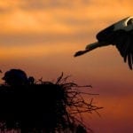 symbolic meaning of the stork