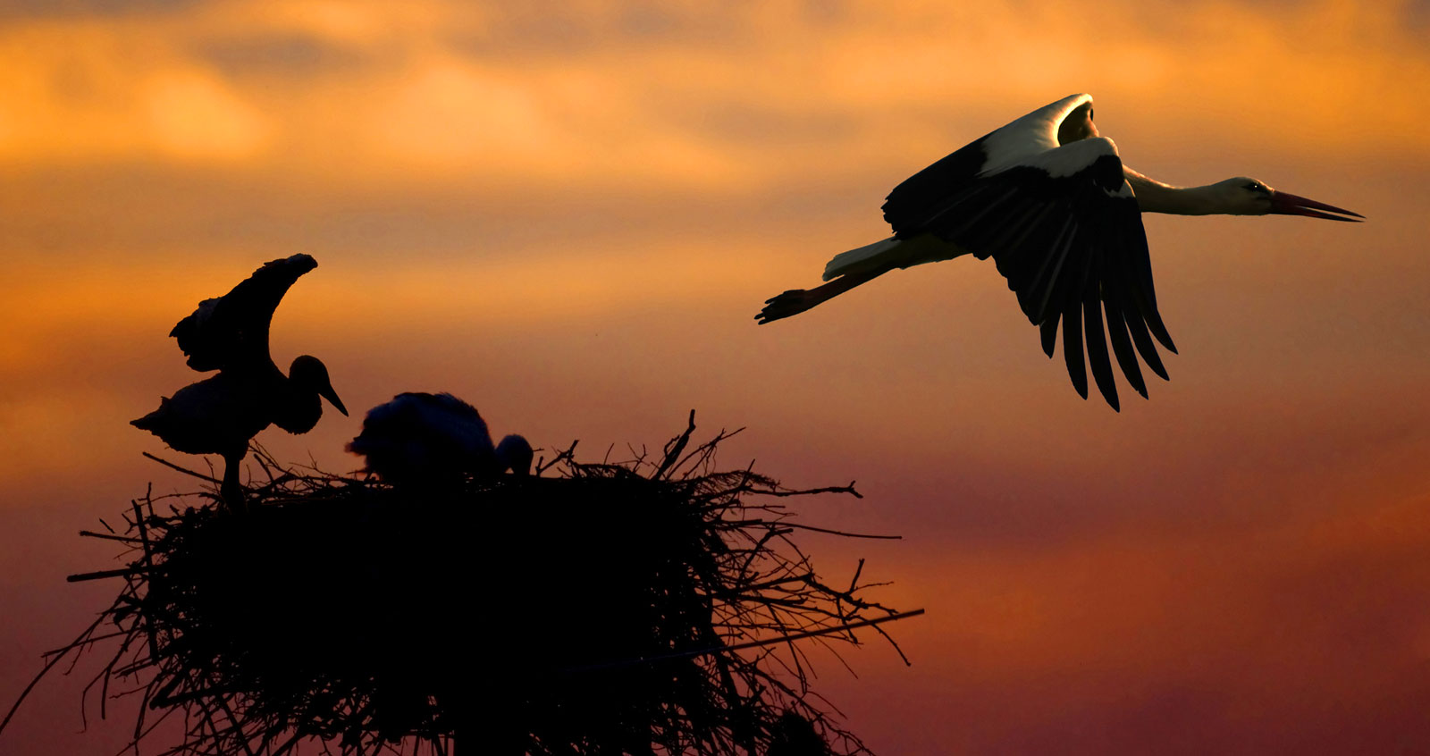 symbolic meaning of the stork