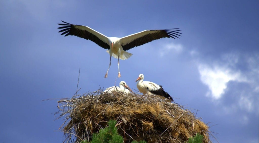 symbolic meaning of the stork