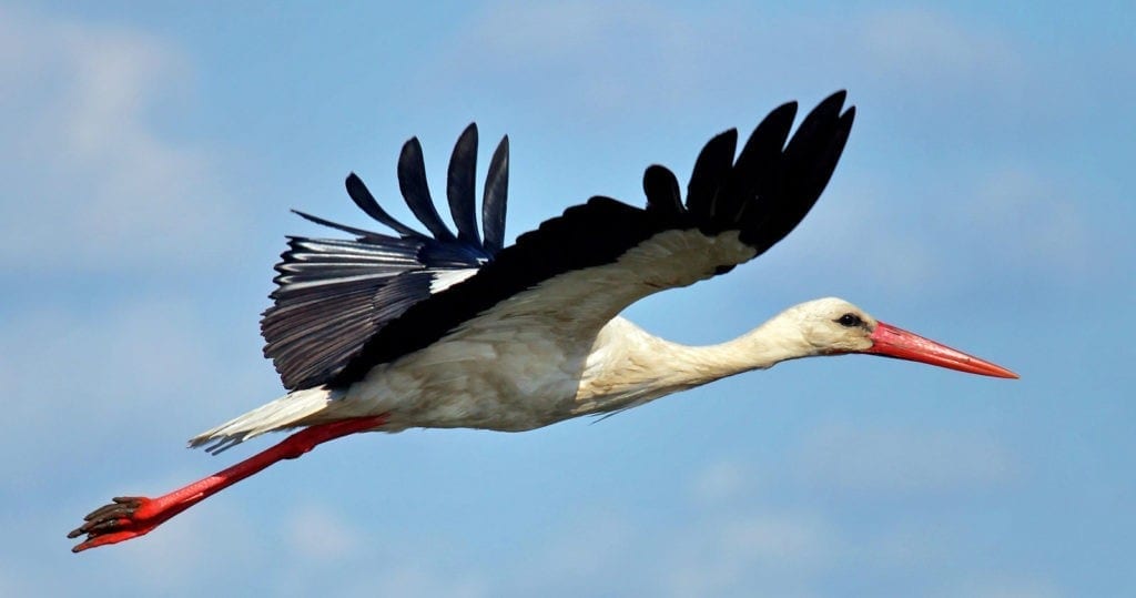 symbolic meaning of the stork