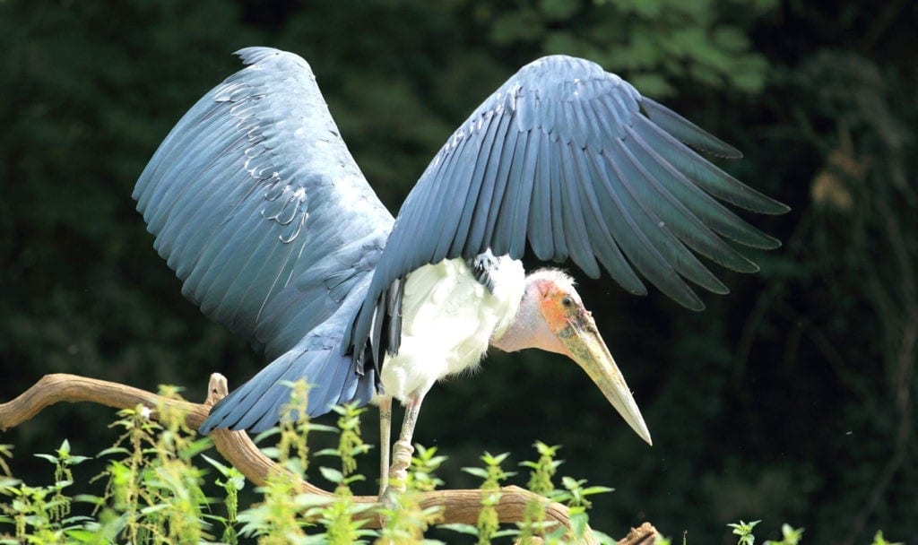 symbolic meaning of the stork