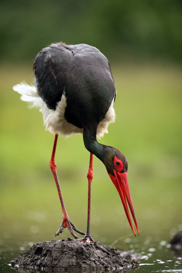 symbolic meaning of the stork