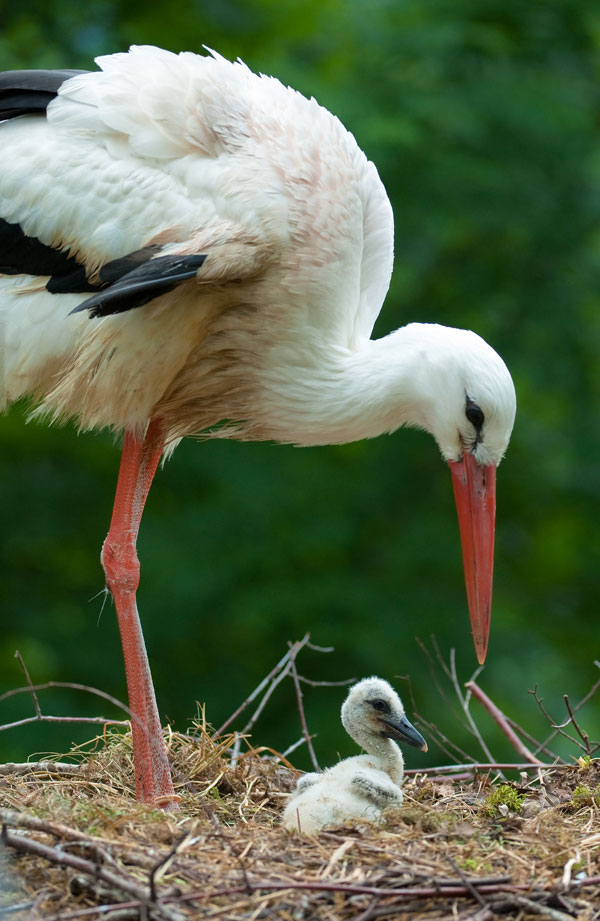 symbolic meaning of the stork