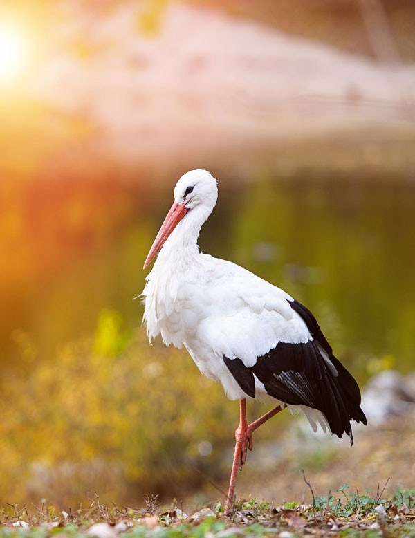 symbolic meaning of the stork