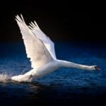 swan meaning