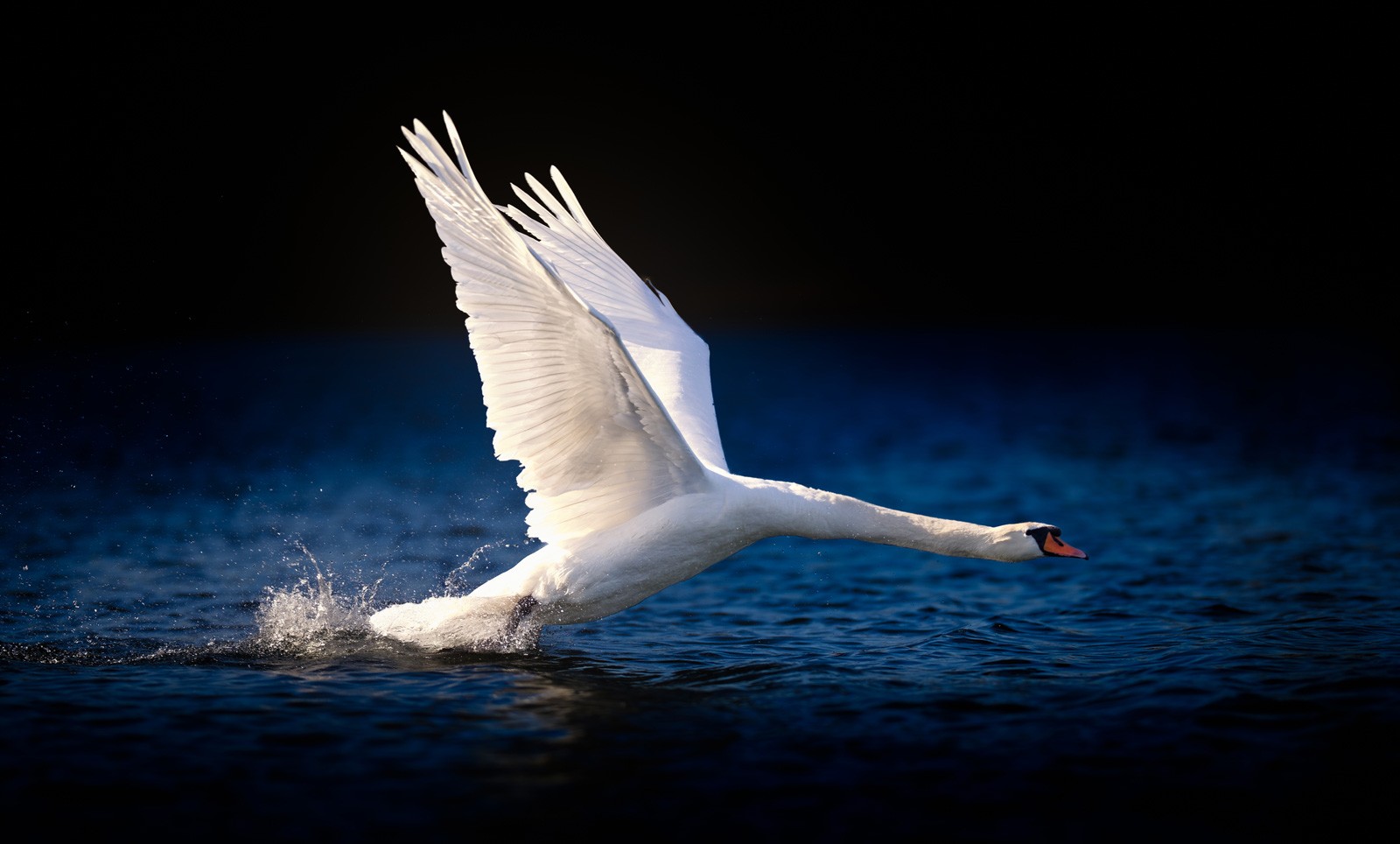 Swan Meaning and Symbolism