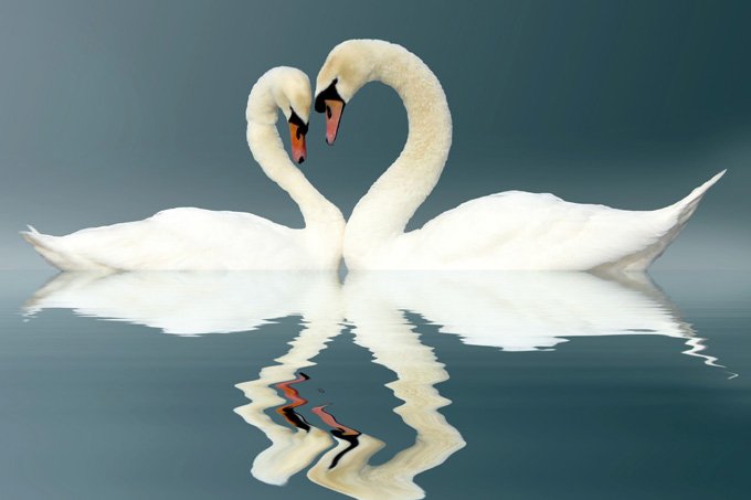 swan meaning