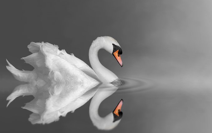 swan meaning