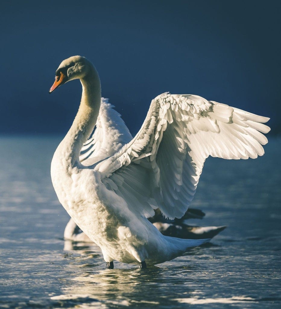 swan meaning and swan symbolism