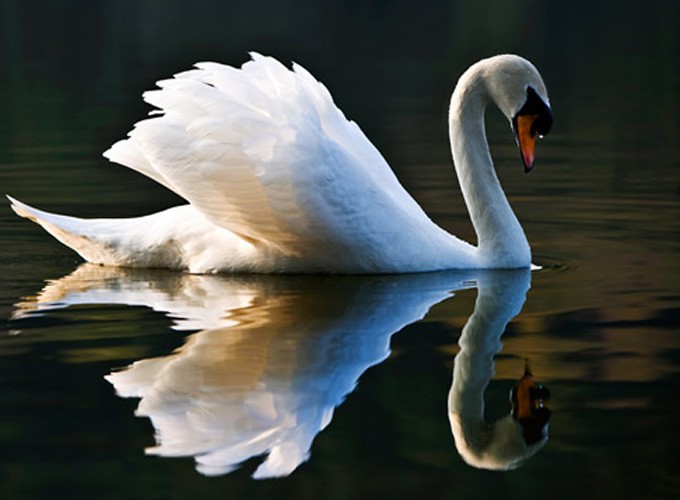 Celtic swan meaning