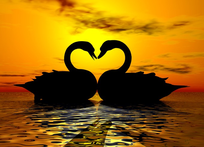 swan meaning as a love symbol