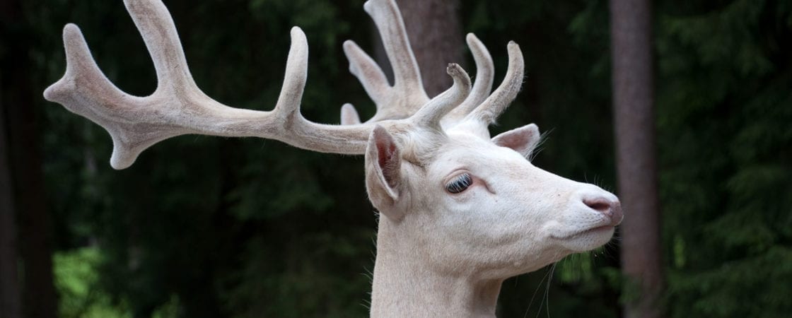 symbolic meaning of the white buck