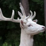 symbolic meaning of the white buck