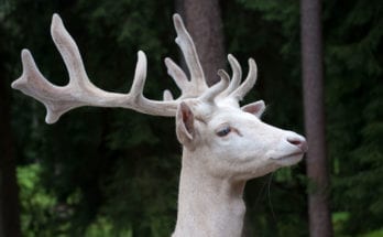 symbolic meaning of the white buck
