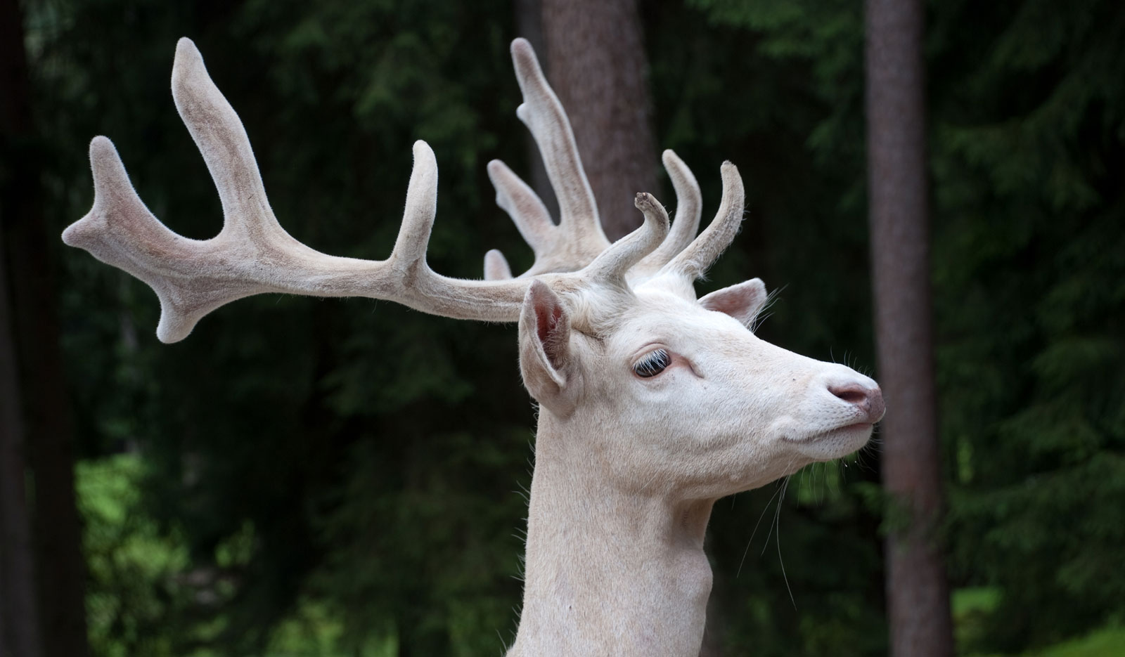 Symbolic Meaning of the White Buck on What-Your-Sign