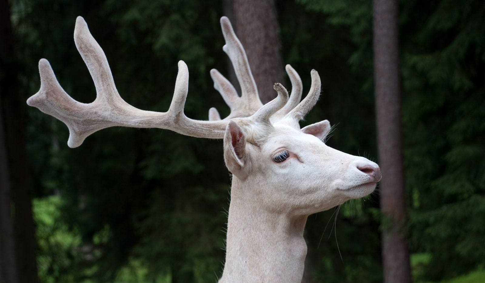 symbolic meaning of the white buck