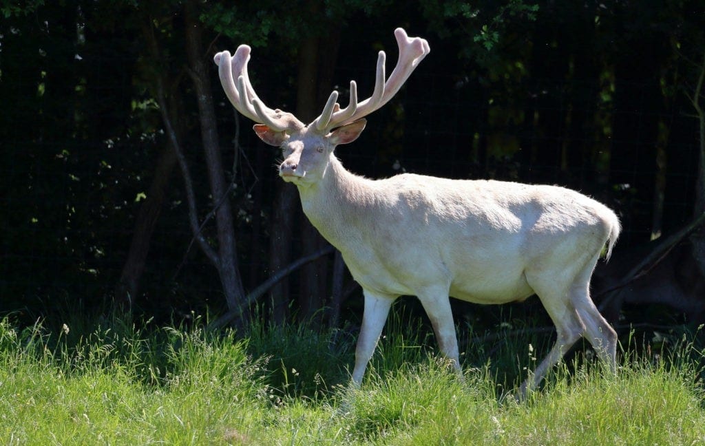 symbolic meaning of the white buck